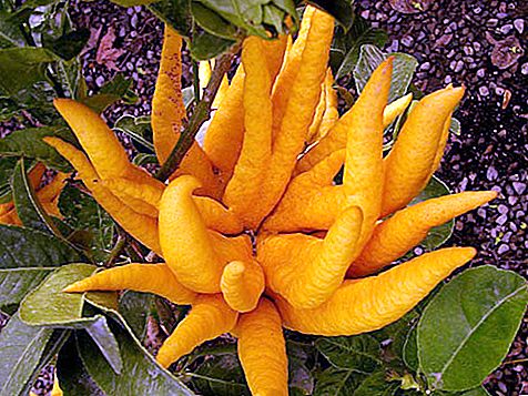 Citron is Description of a plant, cultivation, photo