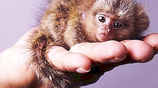 마모 셋은 큰 눈을 가진 작은 원숭이입니다. 보기에 대한 간략한 설명