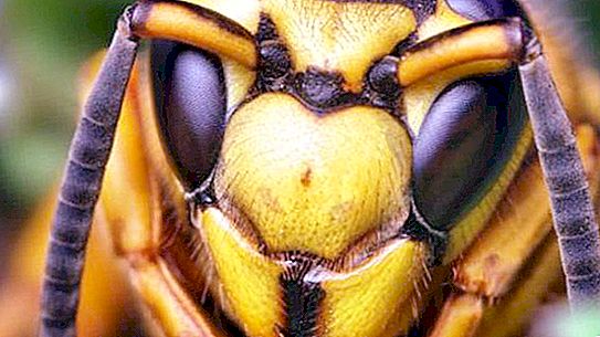 Hornet uterus: description, size. Hornet's nest. Why is a hornet dangerous for a person?