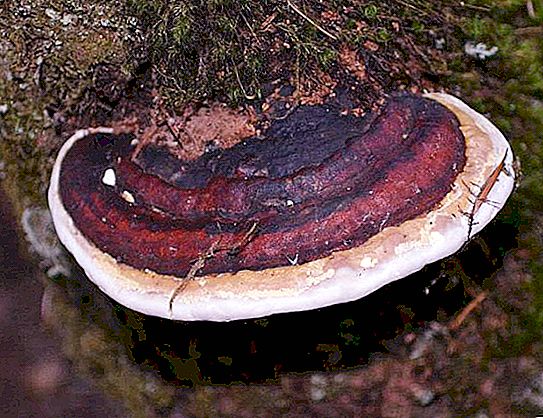 Narmasseene seen: kirjeldus, kahjustus ja kasulikud omadused