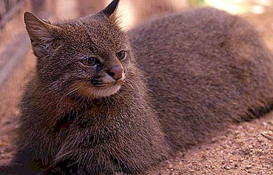 Pampass-kat: beschrijving van het dier. Interessante informatie