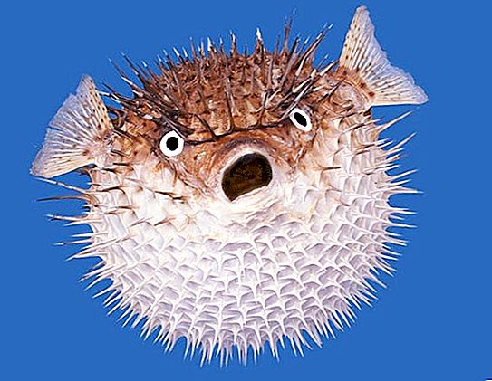 Hedgehog ψάρια - μια επικίνδυνη θεραπεία