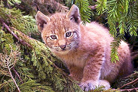 Red Lynx: deskripsi, gaya hidup dan habitat