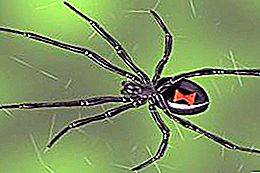 The most poisonous spider in the world: childhood, adolescence and youth