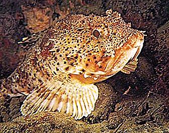 Скорпен (ръб на морето) - страхотен обитател на дълбокото море