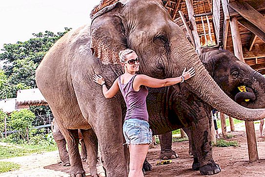 Ziloņi Taizemē: interesanti fakti