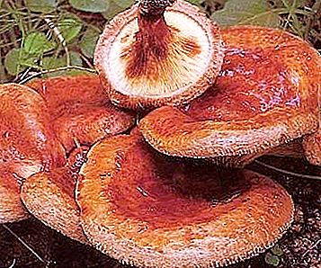 Maiale sottile - un fungo, il cui uso può essere fatale