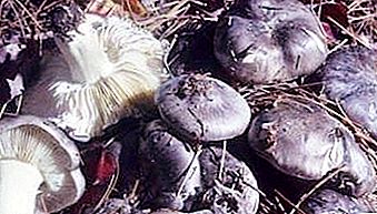 Caça silenciosa: cogumelos comestíveis de outono