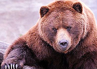 Jenis beruang: foto dan nama. Spesies beruang kutub
