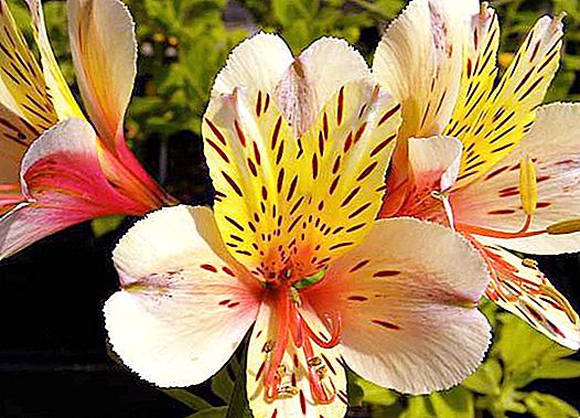 Taal van bloemen: Alstroemeria. Flower betekenis