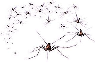 חיות בר: מדוע יתושים שותים דם ולמה הם מתים?