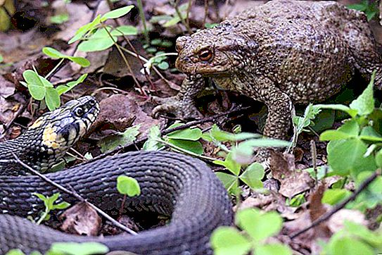 Gyvatės grobia rupūžes ir ugniagesius, kad iš jų gautų toksinų: naujas tyrimas