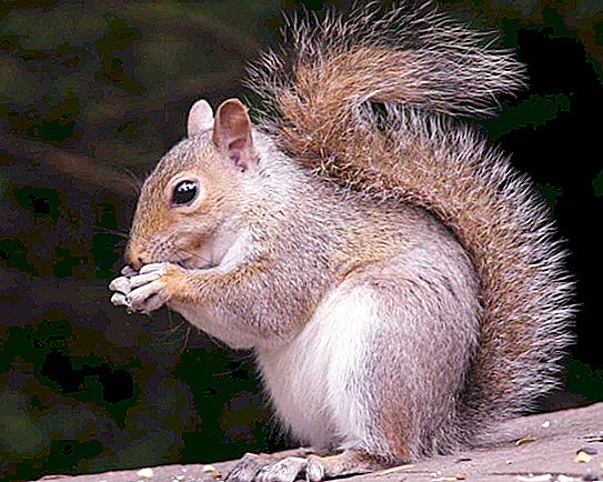 Squirrel: description and photo. The squirrel is ordinary, forest and domestic. Description, content, breeding