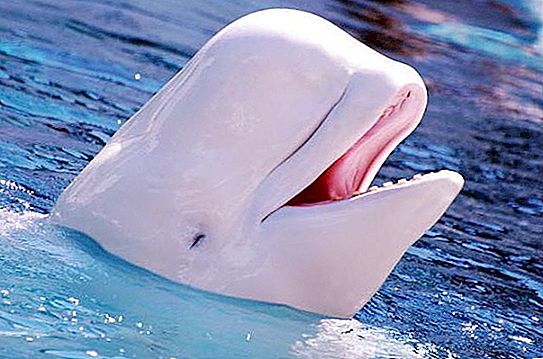 白鲸（海豚）：描述，照片