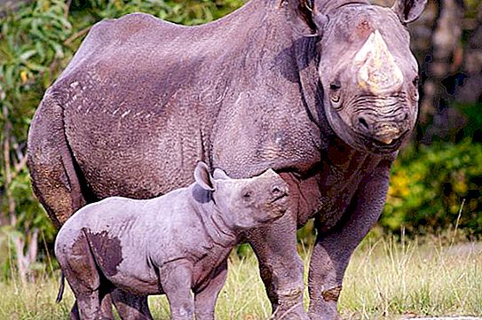 Črni nosorog razglašen za izumrlega? Črni nosorog: fotografija, opis