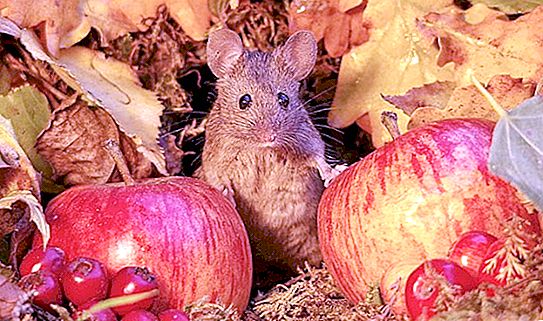 Fotografen fandt mus i sin have og gav dem en charmerende fotoseanse.