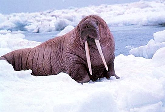 Waar walrussen leven, wordt de hele bodem geploegd