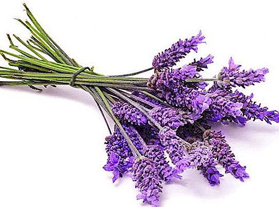 Di mana lavender tumbuh di Rusia - ciri, sifat dan fakta menarik