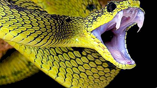 Sarang ular. Bagaimanakah ular hidup dan bertelur?