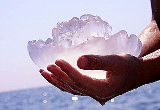 Quelle est la méduse la plus toxique au monde?