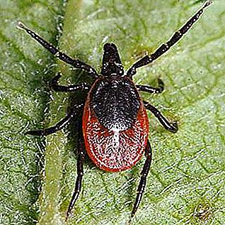 Tick ​​larva (nymph): nasıl görünüyor insanlar için tehlikeli
