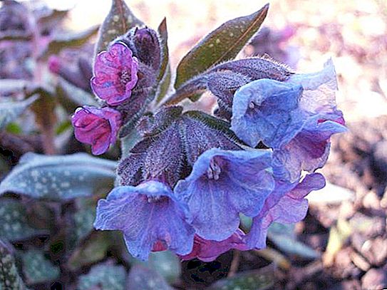 Lungwort poco claro - una planta medicinal
