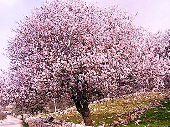 Pokok Almond