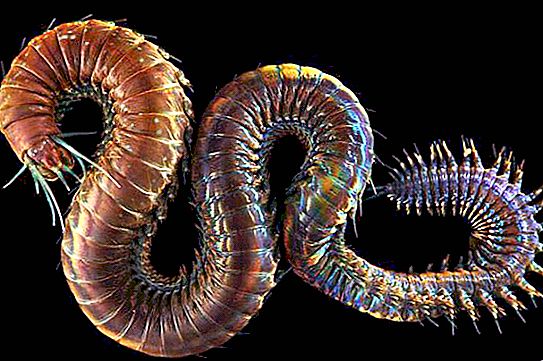 Nereida, mořský červ: popis