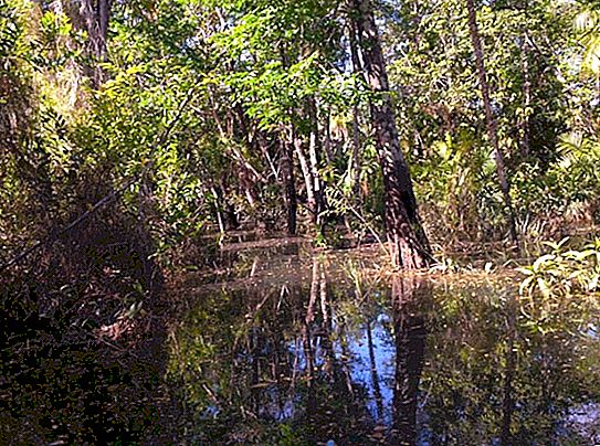 Ny forskning från forskare: Amazonas regnskogar - inte bara "ljusa planeter", utan också en levande människokronik skriven av träd