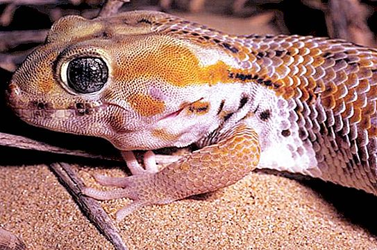 Piepende gekko: interessante feiten en foto's
