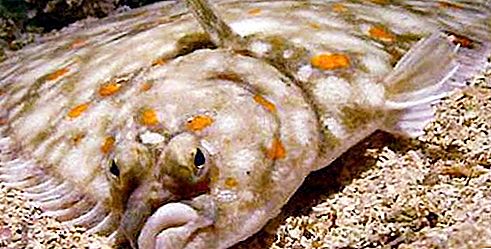 De ce peștele plat este plat: o explicație științifică
