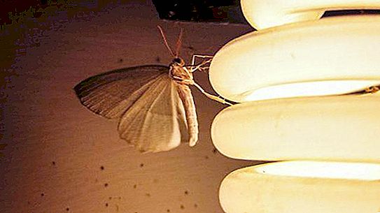 Mengapa ngengat terbang ke cahaya? Apa yang alam lakukan?