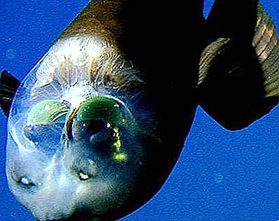 Fish with a transparent head has a unique optical system of the eyes