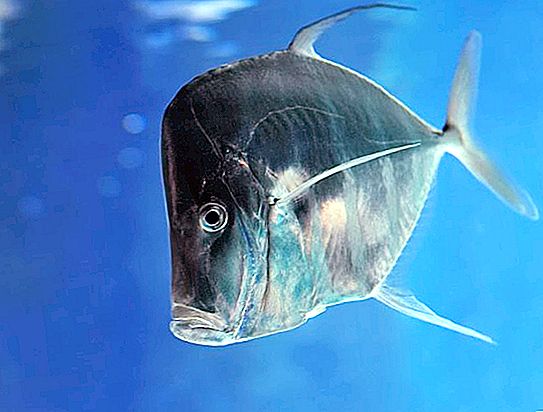 Womer fish: habitat and beneficial properties
