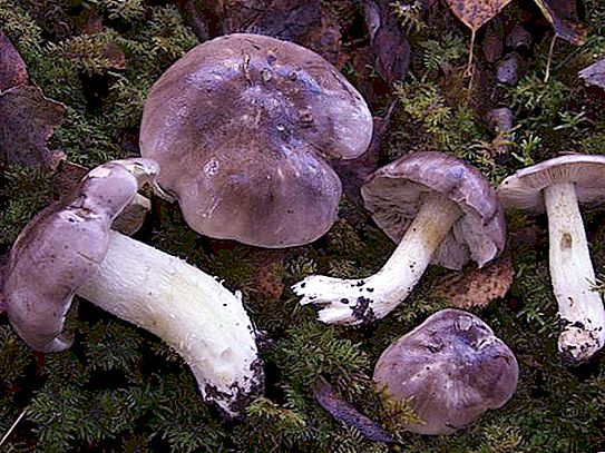 Ryadovka gray：照片和说明，如何区分食用蘑菇和有毒蘑菇