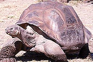 世界上最古老的乌龟。 生活故事