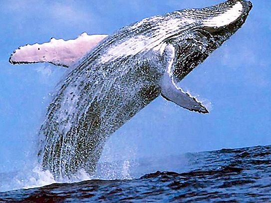 Največji kita potrebuje zaščito