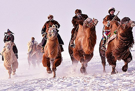 Camel Speed: Curious Information
