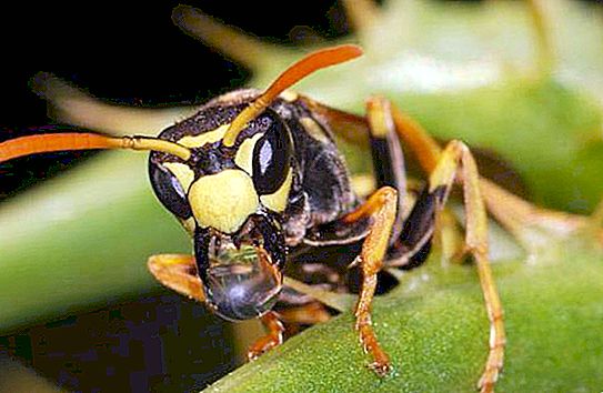 De dodelijke Japanse horzel - een angstaanjagend insect