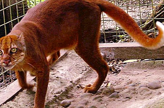 Misterioso e raro gato Kalimantan: foto, descrição, área