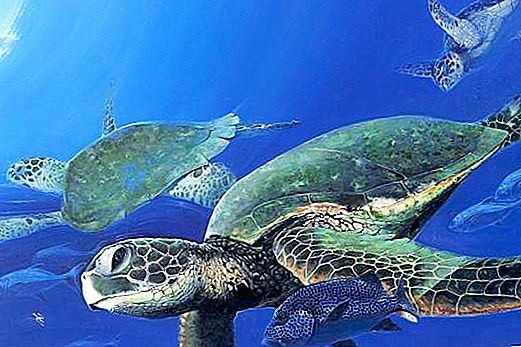 Takie śmieszne żółwie morskie