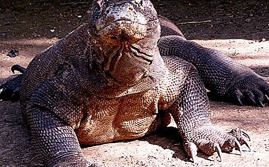 De schaduw van de dinosauriërs. Komodo "draak" - de grootste hagedis van onze tijd!