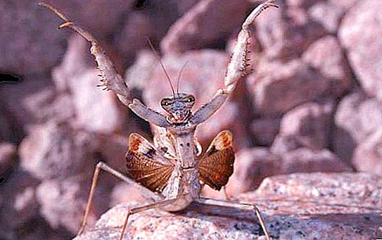Tipos de mantis religiosa: descripción, nombres, características y hechos interesantes.