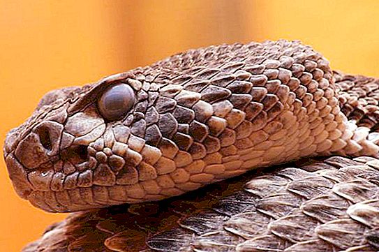 Arten und Name der Schlangen, Foto