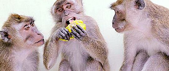 Javanska makaka: držati doma