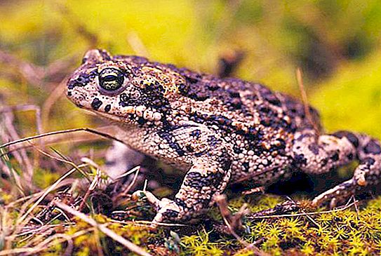 Тръстикова жаба: местообитание, описание, снимка
