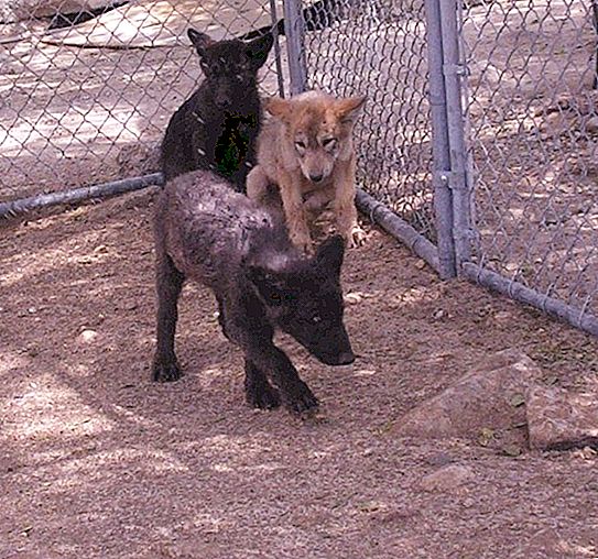 Seorang anak anjing serigala terlindung. Haiwan bertambah dan menjadi kacak