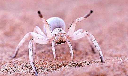 Păianjen alb: este periculos întâlnirea cu el?