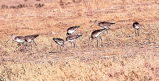Greater godwit: beskrivelse, habitat, interessante fakta, bilder