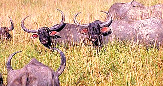 Waterbuffel: beschrijving, leefgebied. Man en buffel